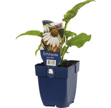 Třapatka bílá FloraSelf Echinacea purpurea 'Alba' výška 5-20 cm květináč 0,5 l