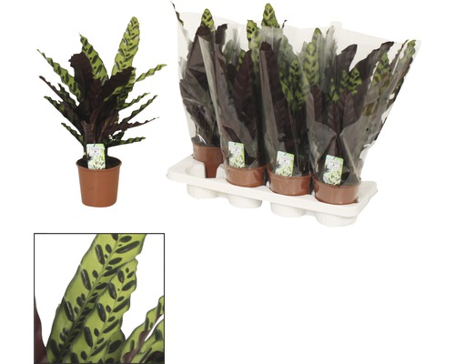 Modlivka v květináči a několik modlivek v balení