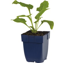 Třapatka bílá FloraSelf Echinacea purpurea 'Alba' výška 5-20 cm květináč 0,5 l