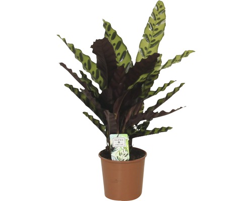 Kalátea kopinatá FloraSelf Calathea insignis výška 40-60 cm květináč Ø 14 cm