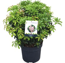 Pieris japonský FloraSelf Pieris japonica "Bonfire" výška 40-50 cm květináč 6 l