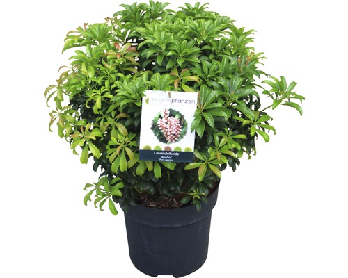 Kyhanka Bonfire v květináči