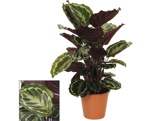 Calathea pokojová rostlina v květináči