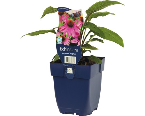 Rostlina Echinacea Purpurea Magnus v květináči