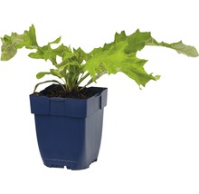 Bělotrn banátský FloraSelf Echinops bannaticus 'Taplow Blue' 5-40 cm květináč 0,5 l