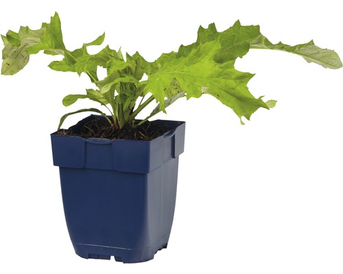 Sazenice salátu v květináči