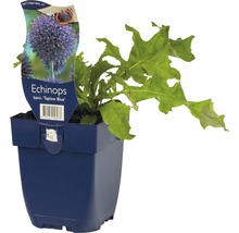 Bělotrn banátský FloraSelf Echinops bannaticus 'Taplow Blue' 5-40 cm květináč 0,5 l
