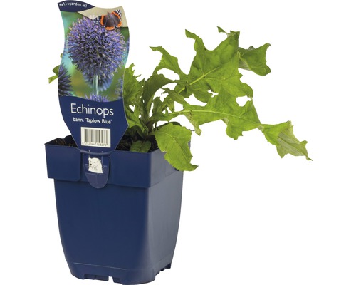 Bělotrn banátský FloraSelf Echinops bannaticus 'Taplow Blue' 5-40 cm květináč 0,5 l