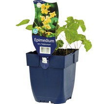 Škornice Youngova FloraSelf Epimedium x versicolor 'Sulphureum' 5-10 cm květináč 0,5 l
