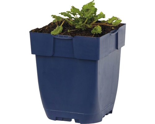 Modrý květináč s rostlinou