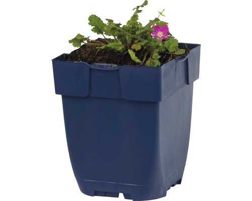 Plastový květináč s rostlinou