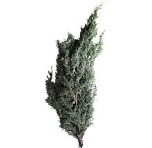 Svazek cypřišových větví