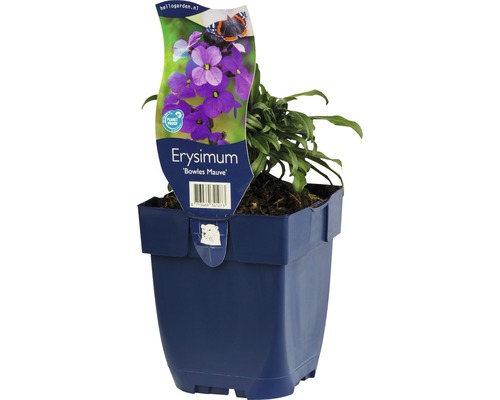 Trýzel Erysimum kultivar 'Bowles Mauve' 5-60 cm květináč 0,5 l