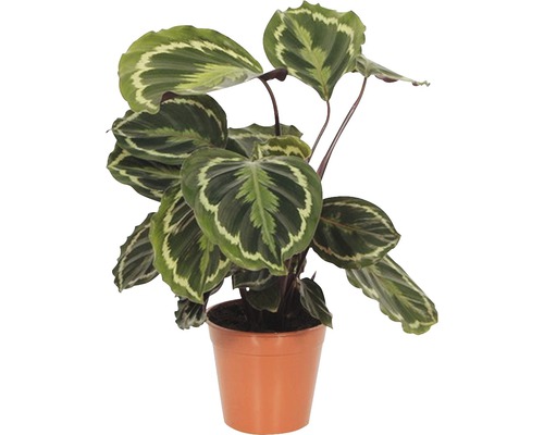 Kalátea FloraSelf Calathea ornata 'Medallion' výška 30-40 cm květináč Ø 14 cm Modlivka v květináči