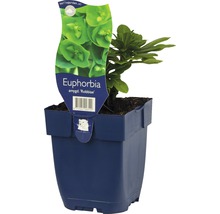 Pryšec balkánský FloraSelf Euphorbia amygdaloides subsp. robbiae 5-20 cm květináč 0,5 l