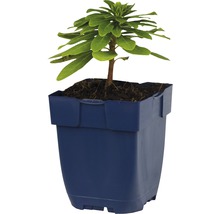 Pryšec balkánský FloraSelf Euphorbia amygdaloides subsp. robbiae 5-20 cm květináč 0,5 l