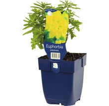 Pryšec barevný FloraSelf Euphrobia plychorma 5-20 cm květináč 0,5 l