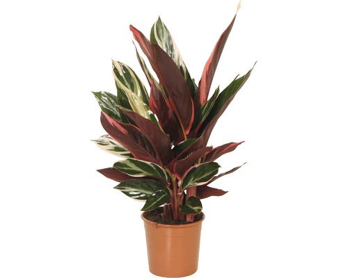 Kalátea FloraSelf Stromanthe sanguinea 'Triostar' výška 40-50 cm květináč Ø 14 cm Modlící se rostlina v květináči