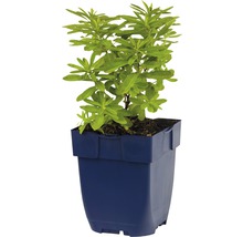 Pryšec barevný FloraSelf Euphrobia plychorma 5-20 cm květináč 0,5 l