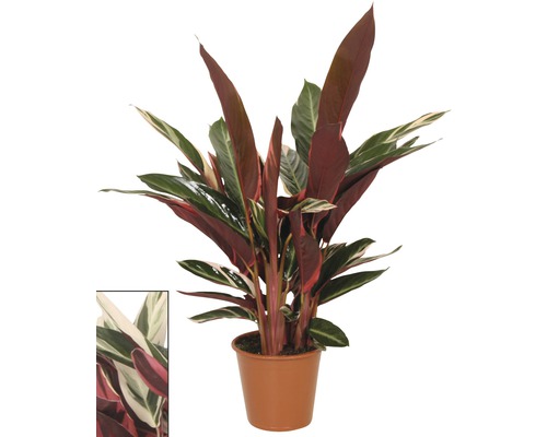 Kalátea FloraSelf Calathea 'Triostar' výška 80-90 cm květináč Ø 19 cm