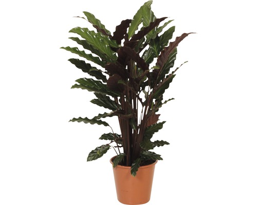Kalátea FloraSelf Calathea ornata 'Wavestar' výška 80-90 cm květináč Ø 19 cm Modlící se rostlina v květináči