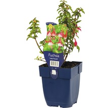 Fuchsie FloraSelf Fuchsia magellanica 'Lady Thumb' 5-20 cm květináč 0,5 l