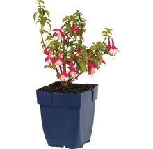 Fuchsie FloraSelf Fuchsia magellanica 'Lady Thumb' 5-20 cm květináč 0,5 l