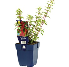 Fuchsie FloraSelf Fuchsia magellanica 'Ricartonii' výška 5-20 cm květináč 0,5 l