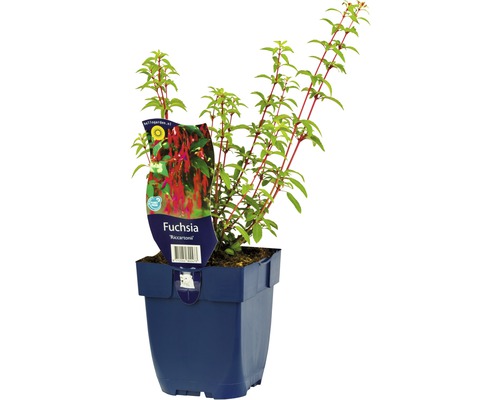 Fuchsie FloraSelf Fuchsia magellanica 'Ricartonii' výška 5-20 cm květináč 0,5 l Fuchsie FloraSelf Fuchsia magellanica 'Ricartonii' výška 5-20 cm květináč 0,5 l