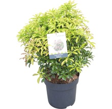 Pieris japonský FloraSelf Pieris japonica "Passion"® výška 40-50 cm květináč 6 l