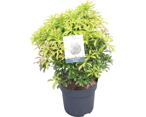 Pieris japonský FloraSelf Pieris japonica "Passion"® výška 40-50 cm květináč 6 l Šrucha levandulová rostlina v květináči
