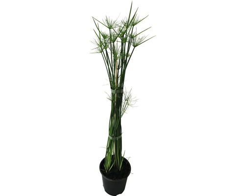 Šáchor FloraSelf Cyperus haspan výška 20 cm květináč Ø 14 cm