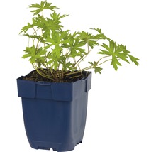 Kakost Geranium partense 'Brookside' výška 5-40 cm květináč 0,5 l