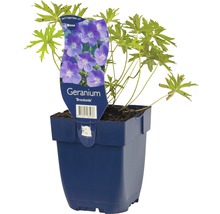 Kakost Geranium partense 'Brookside' výška 5-40 cm květináč 0,5 l