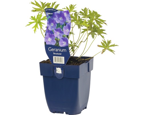 Kakost Geranium partense 'Brookside' výška 5-40 cm květináč 0,5 l