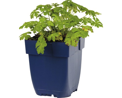 Pelargonie v květináči