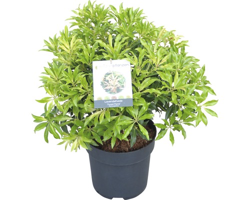 Pieris japonský FloraSelf Pieris japonica "Forest Flame" 40-50 cm květináč 6 l Kyhanka v květináči