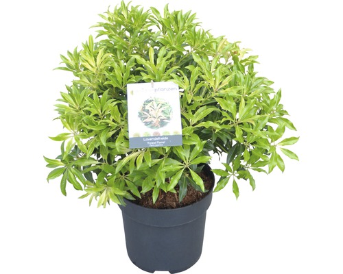 Pieris japonský FloraSelf Pieris japonica "Forest Flame" 40-50 cm květináč 6 l