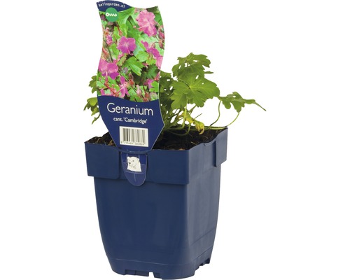 Pelargonie Cambridge v květináči