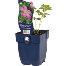Pelargonie odrůda Wargrave Pink v květináči