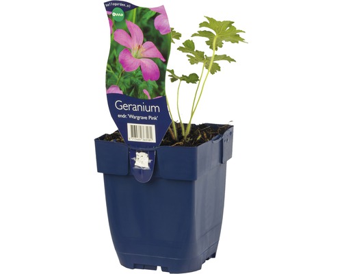 Pelargonie odrůda Wargrave Pink v květináči
