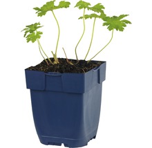 Geranium rostlina v modrém květináči