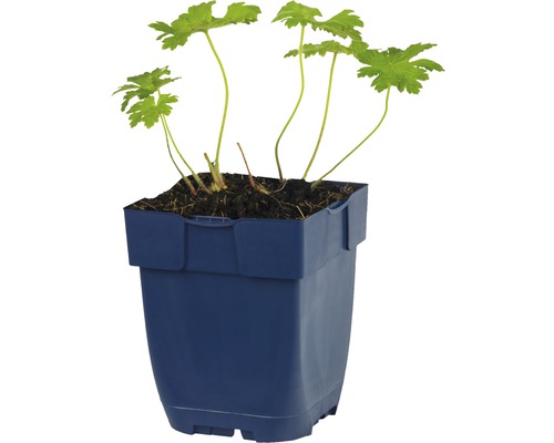 Geranium rostlina v modrém květináči