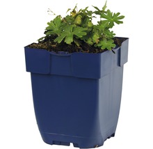 Kakost FloraSelf Geranium sanguinea 'Max Frei' květináč 0,5 l