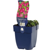 Kakost FloraSelf Geranium sanguinea 'Max Frei' květináč 0,5 l