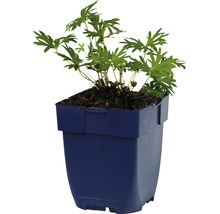 Kakost FloraSelf Geranium sanguineaum 5-20 cm květináč 0,5 l