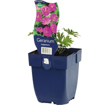 Kakost FloraSelf Geranium sanguineaum 5-20 cm květináč 0,5 l