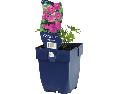 Kakost FloraSelf Geranium sanguineaum 5-20 cm květináč 0,5 l