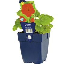 Kuklík potoční FloraSelf Geum cocciuneum 'Borisii' výška 5-20 cm květináč 0,5 l