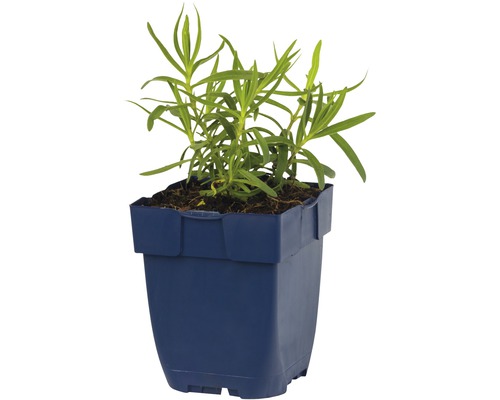 Rostlina estragonu v květináči